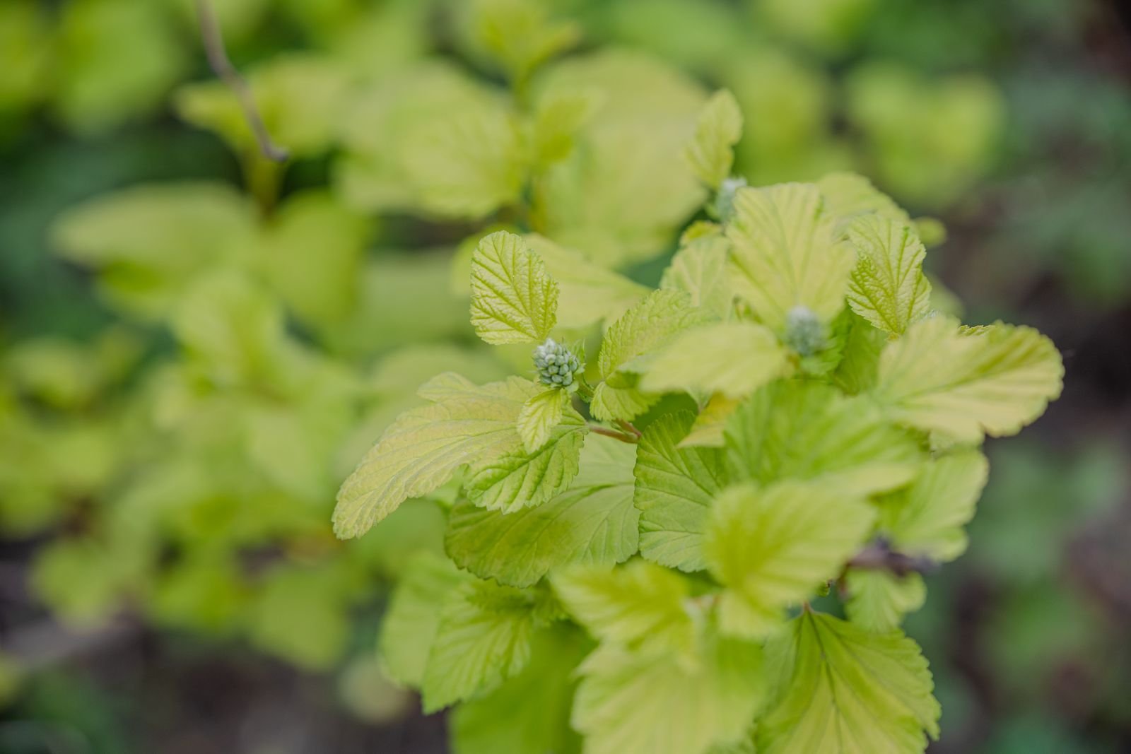 Close-up de folhas verdes e brotos, em tons suaves de luz natural